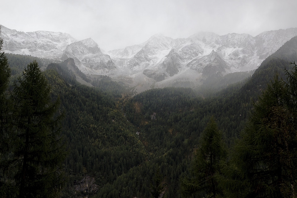 1 Black forest gray