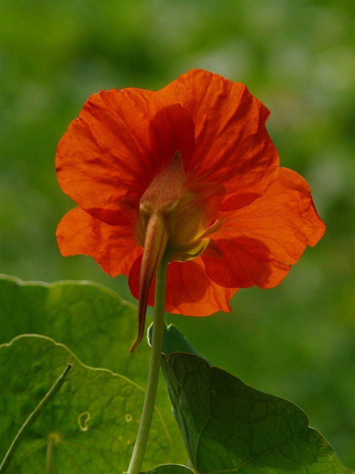 Bloom orange red orange