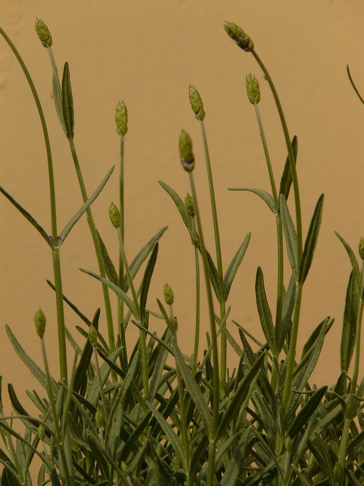 Crop fragrance smell