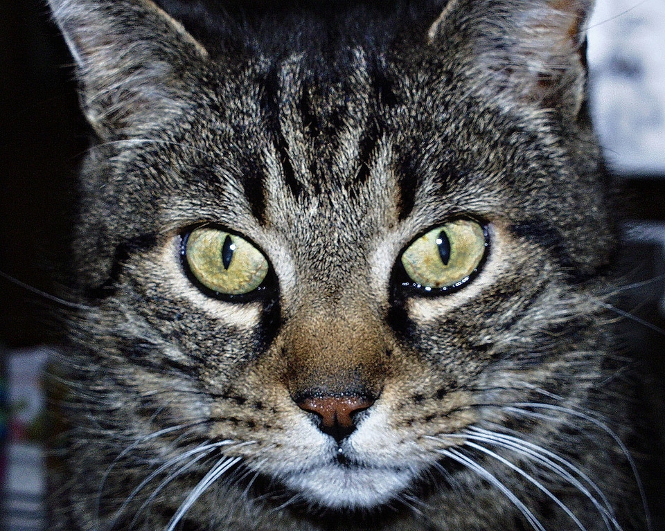 Face eyes feline