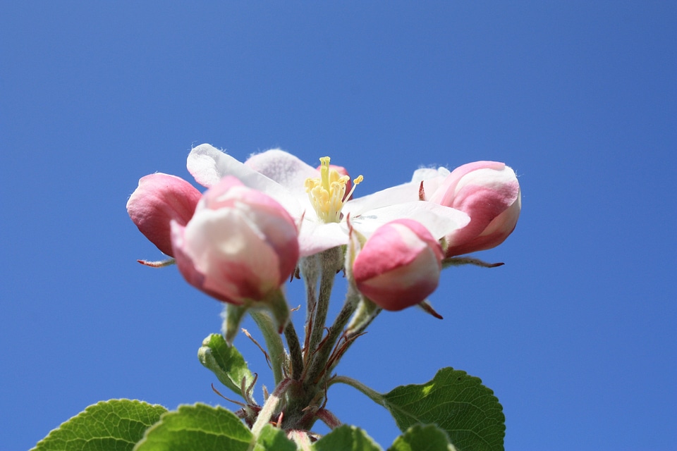 Bloom bloom pink