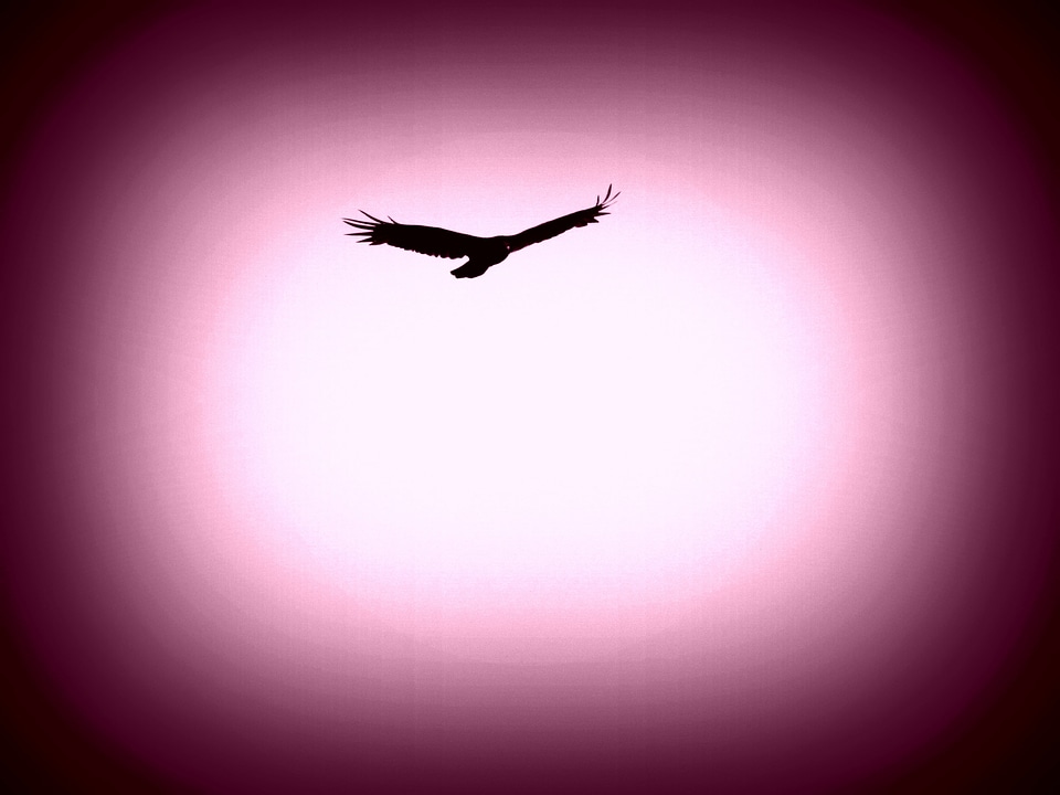 Bird of prey feather beak