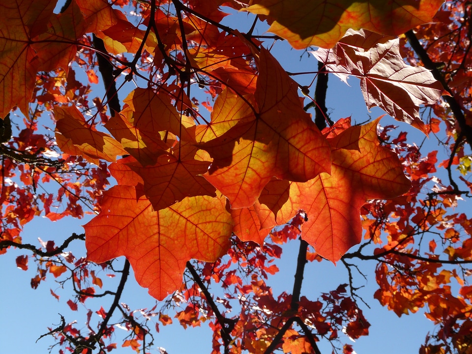 Fall foliage autumn maple leaves
