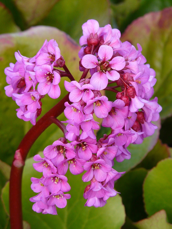 Herb pink purple