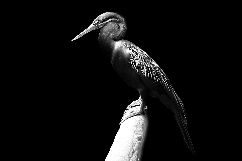 Bird black and white water bird