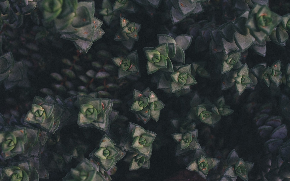 10 Black gray green