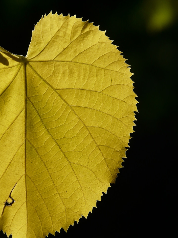 Lipovina leaves linde