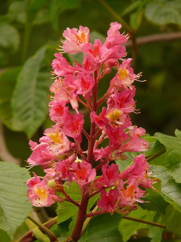 Buckeye chestnut blossom