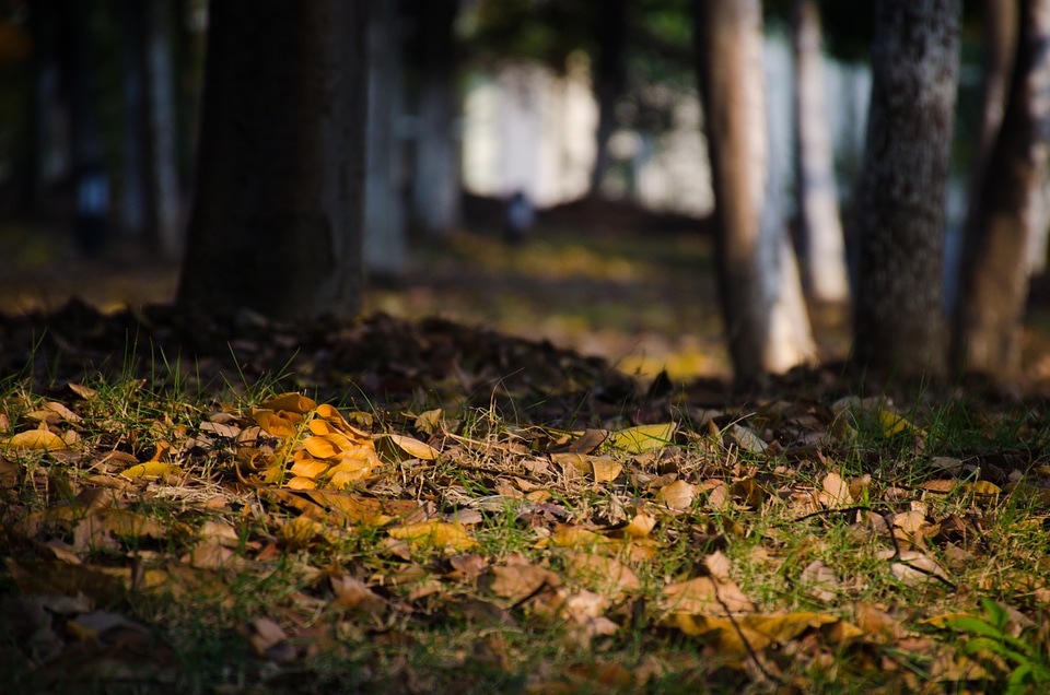 1 Autumn black brown photo