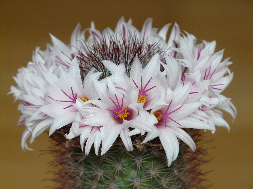 Bloom mammillaria albicans mammillaria