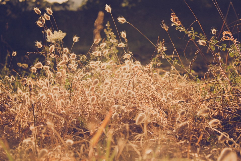 1 Brown country fields
