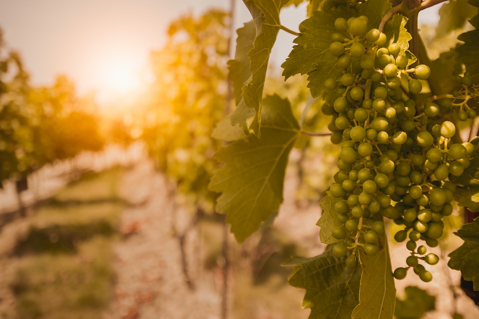 Vineyards at sunset. Unripe grapes in summer.