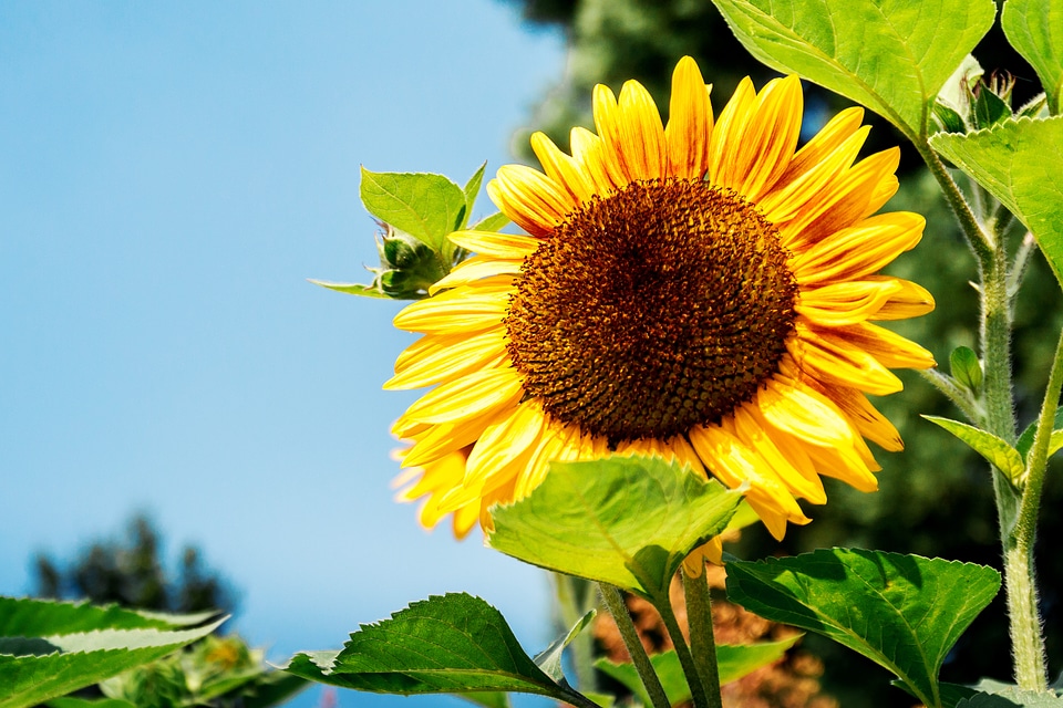 1 Garden of sunflowers at summer. Detail of sunflower