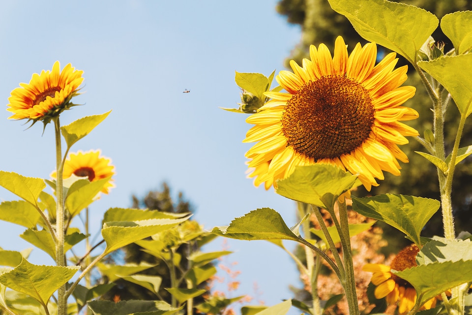 2 Garden of sunflowers at summer. Detail of sunflower