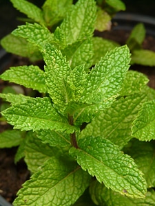 Medicinal plant bee pasture plant culinary herbs