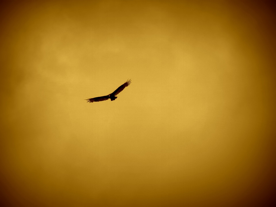 Bird of prey feather beak