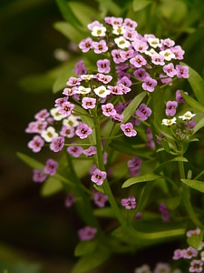 Flowers flower plant