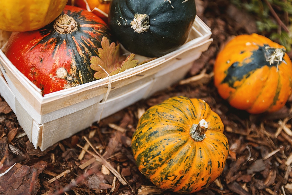 Box with fresh pumpkins. Preparing for Halloween.