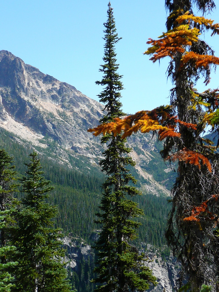 Scenery landscape forest