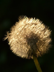 Meadow spring close up