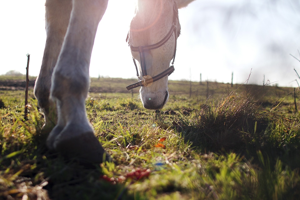 Beautiful white horse on the grass on a sunny day