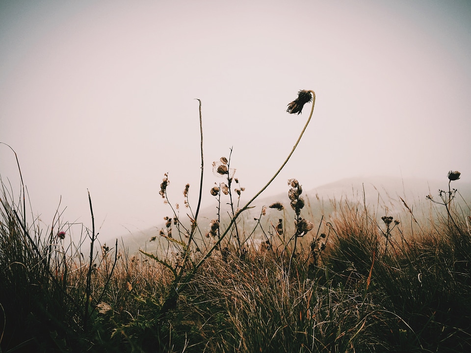 1 Black brown flowers