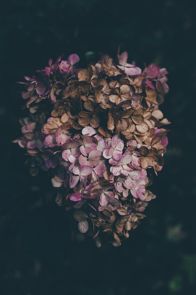 4 Black brown flowers