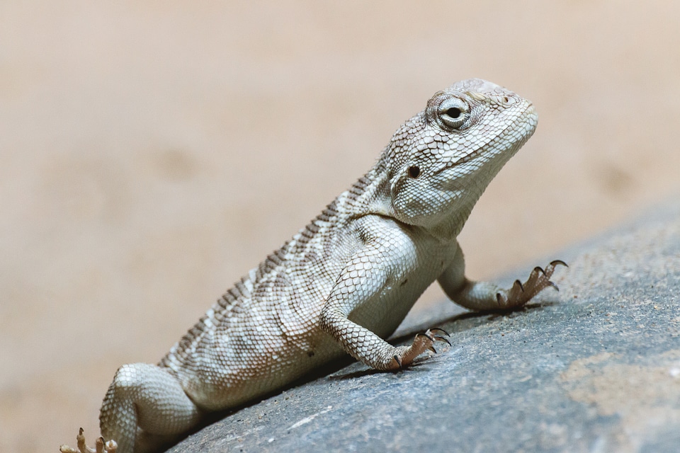 Brown little lizard standing on a stone in bright day