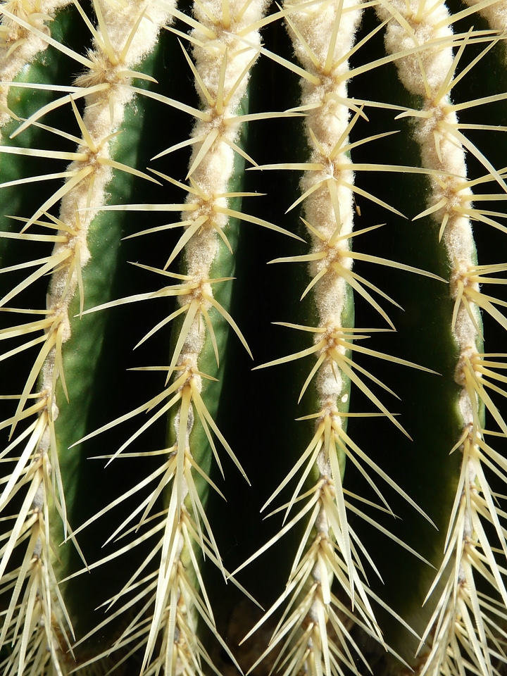 Echinocactus spur prickly