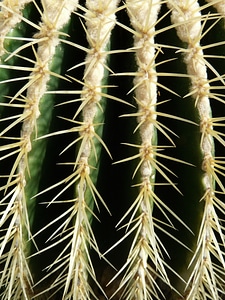 Echinocactus spur prickly photo
