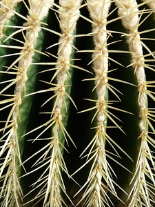 Echinocactus spur prickly