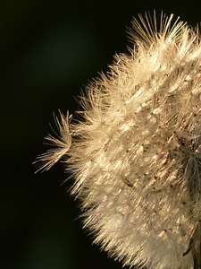 Meadow spring close up