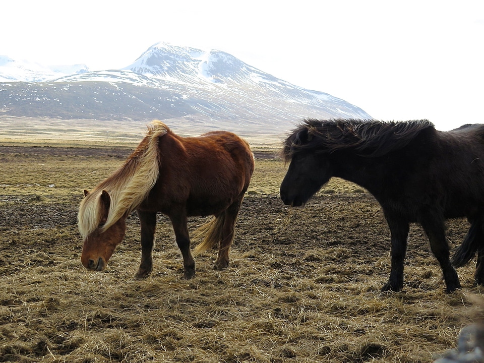 3 Black brown grass