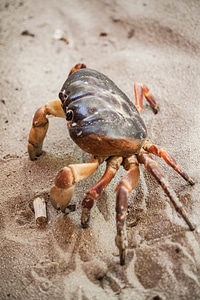 Brown crabs gray photo