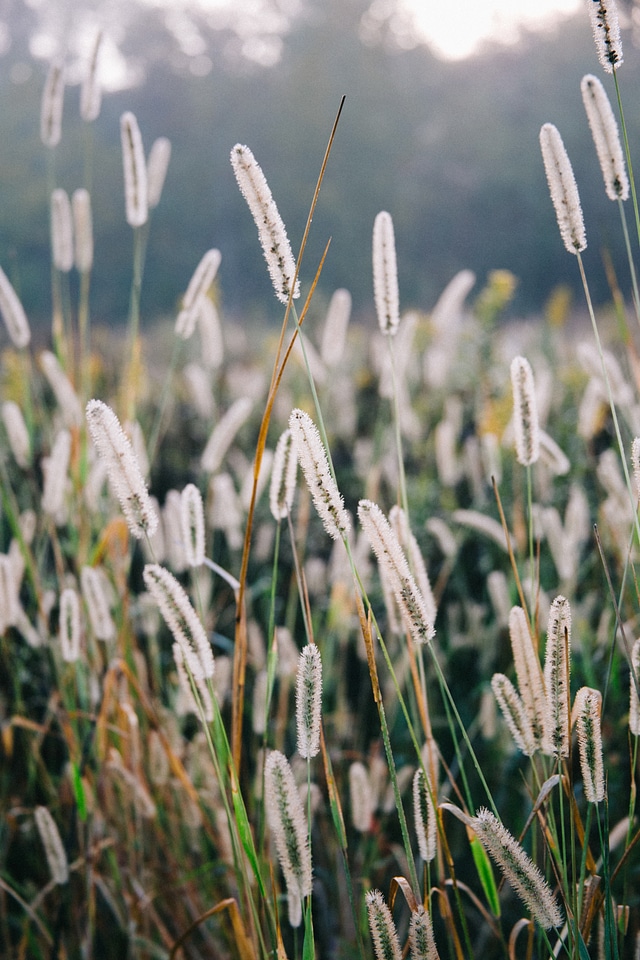 2 Fields flowers grass