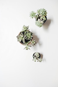 Gray green plants photo