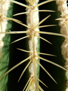 Echinocactus spur prickly photo