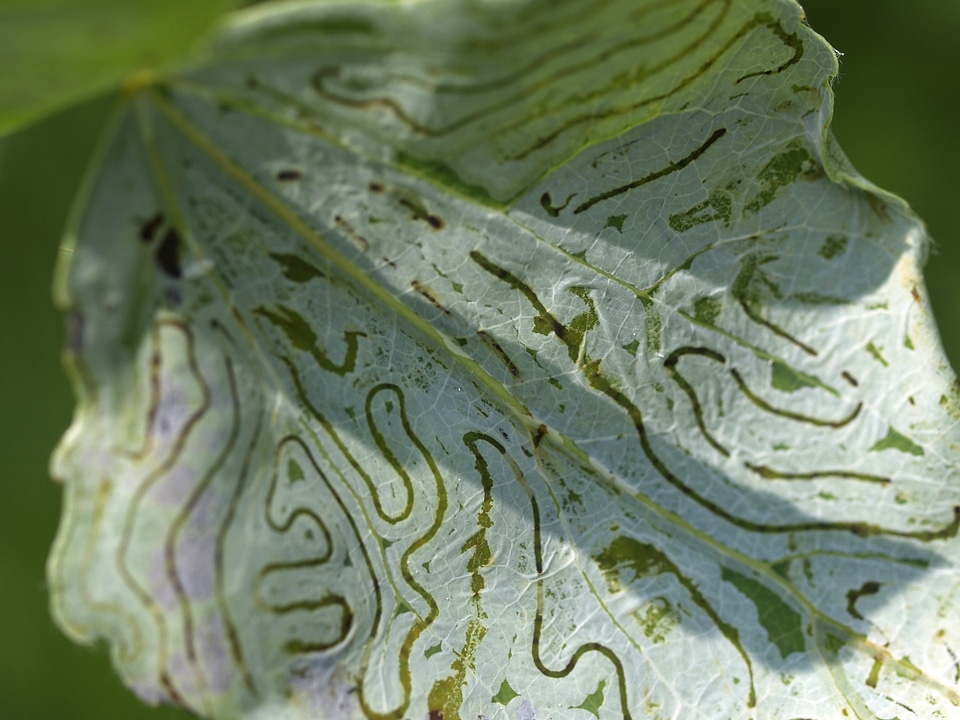 Green nature macro