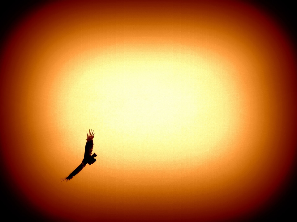 Bird of prey feather beak