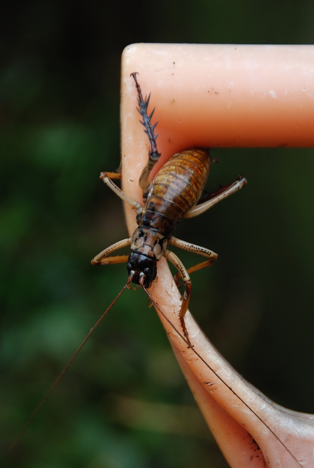 Insect animal close up