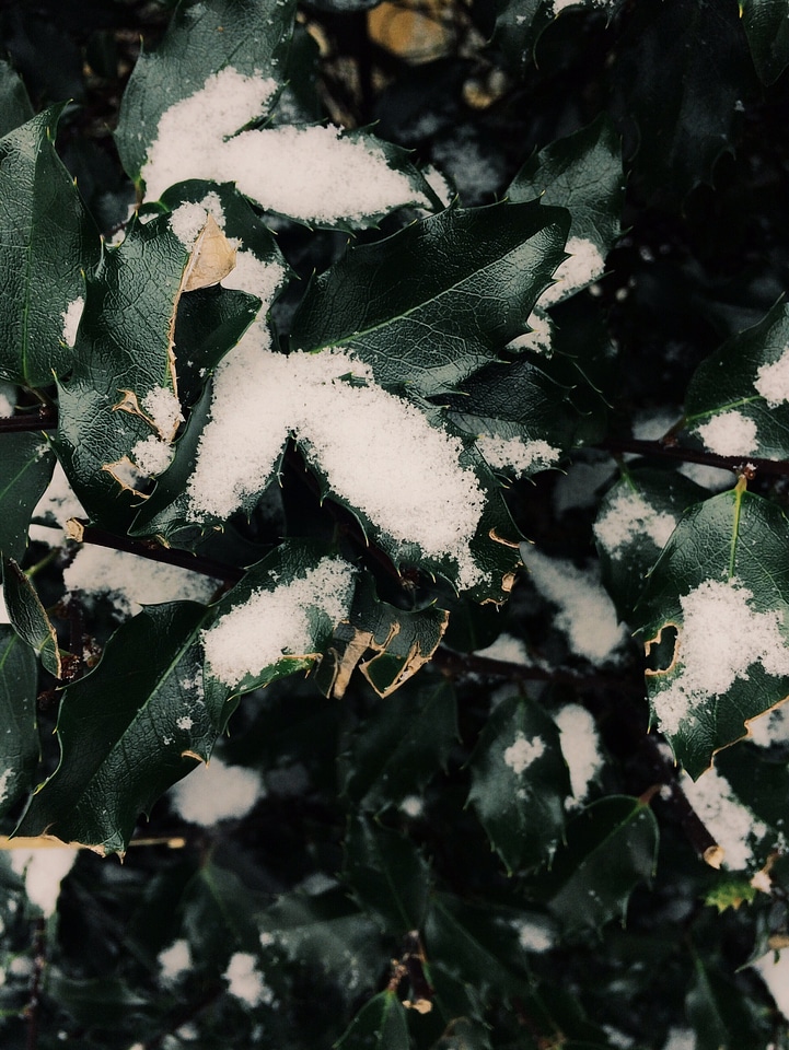 1 Black green leaves