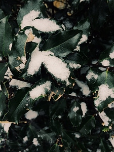 1 Black green leaves