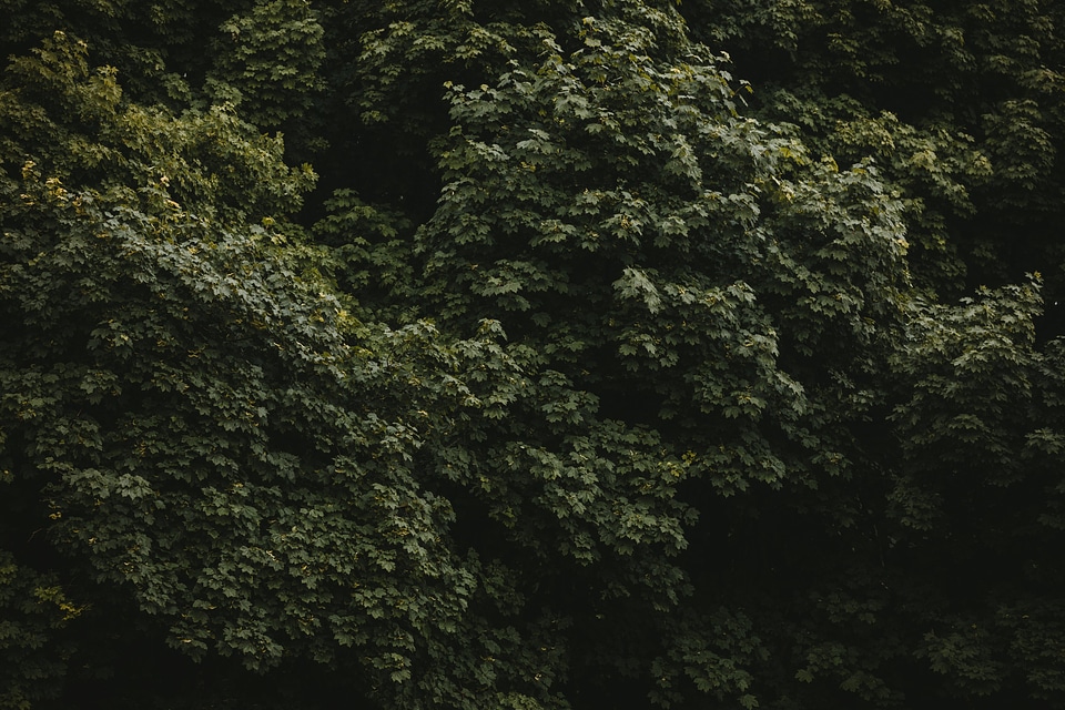6 Black green leaves