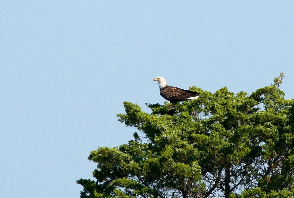Symbol wildlife flight