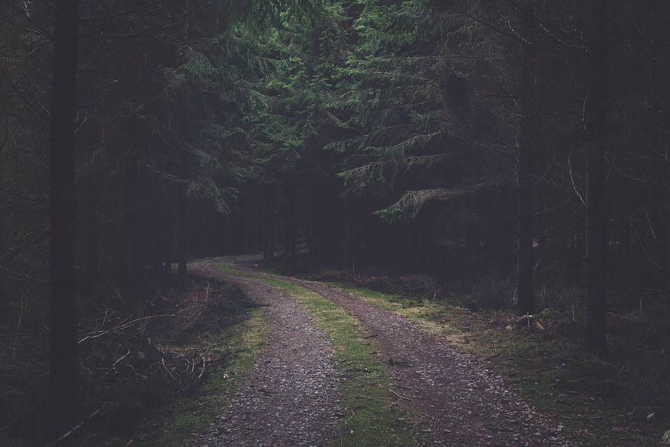 1 Black branches forest