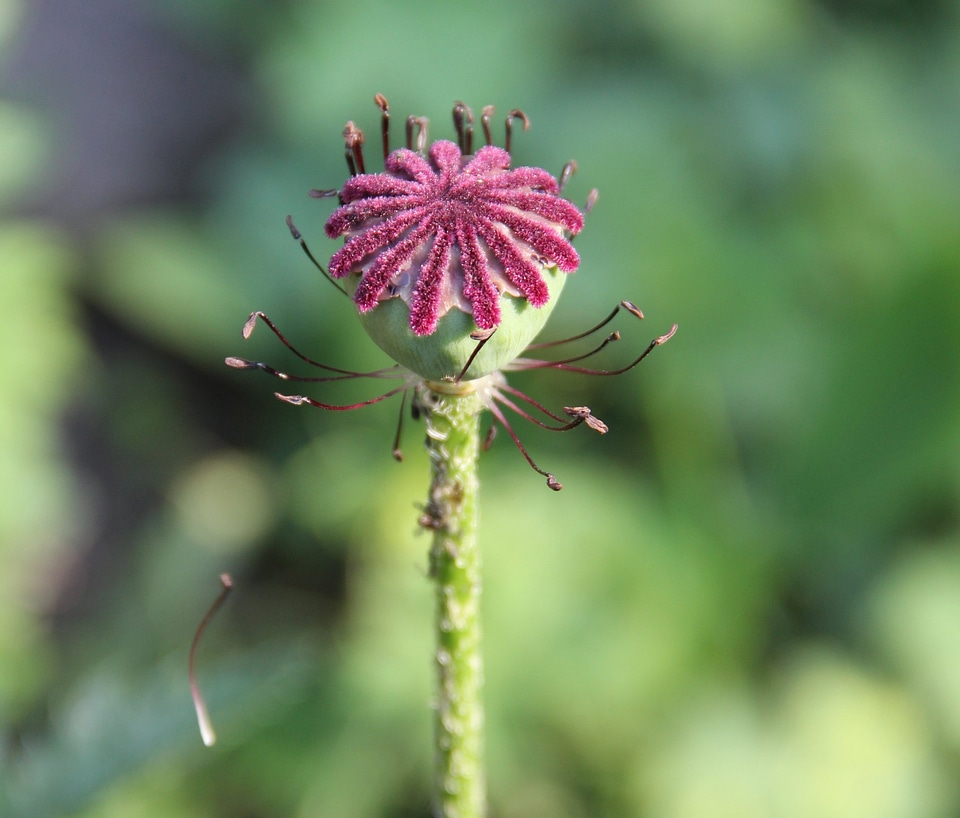 Bloom poppy faded