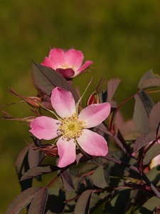Flower blossom bloom