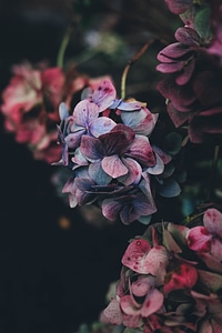 Black flowers pink photo