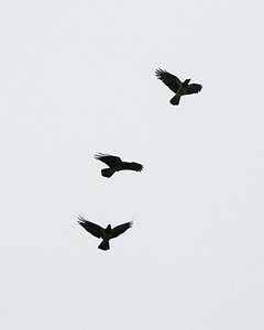 Birds black&white crows