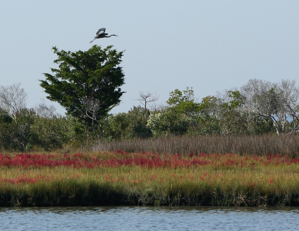 Assateague chesapeake bay atlantic coast